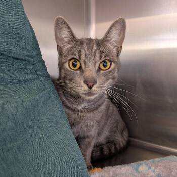 Domestic Short Hair Cats Available for Adoption in Spokane, Washington - Lily | PetCurious