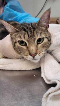Utah -  Domestic Short Hair Cat for Adoption in East Amwell Township, New Jersey - Utah | PetCurious