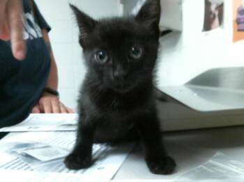 Domestic Short Hair Cats Available for Adoption in Houston, Texas - A2063053 | PetCurious