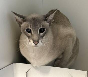 Jude -  Siamese Cat for Adoption in Phoenixville, Pennsylvania - Jude | PetCurious