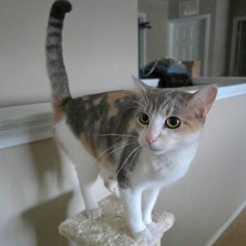 Dilute Calico and Domestic Short Hair Cats Available for Adoption in San Antonio, Texas - Penelope | PetCurious