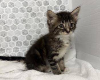 Domestic Short Hair Cats Available for Adoption in Largo, Florida - Victor | PetCurious