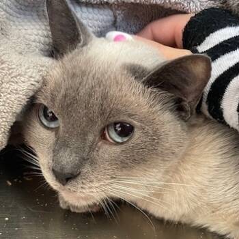 Rescue Siamese Cats for Adoption in Cumming, Georgia - Ella 2 | PetCurious
