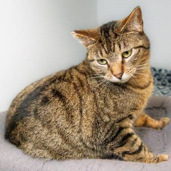 Domestic Short Hair Cats Available for Adoption - Tina | PetCurious