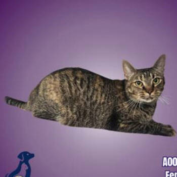 Rescue Domestic Short Hair Cats for Adoption in Austin, Texas - Sparklehoof | PetCurious