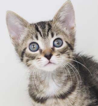 Tabby and Bengal Cats Available for Adoption in Bedford Hills, New York - Deirdre Is A Living Baby Doll!  Tiny Preciousness! | PetCurious