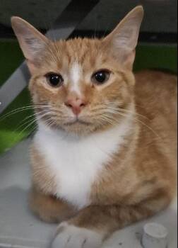 Rescue American Shorthair Cats for Adoption in Evans City, Pennsylvania - Thomas | PetCurious