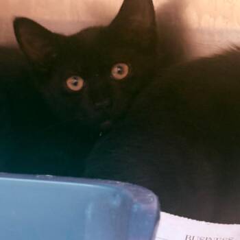 Fruity Pebbles *Red* -  Domestic Short Hair Cat for Adoption in Winston-salem, North Carolina - Fruity Pebbles *Red* | PetCurious