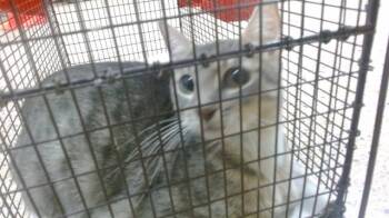 Domestic Short Hair Cats Available for Adoption in Doral, Florida - MATTI | PetCurious