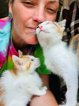 Salmon - Sweet and affectionate -  Domestic Short Hair Cat for Adoption in Muskego, Wisconsin - Salmon - Sweet And Affectionate | PetCurious