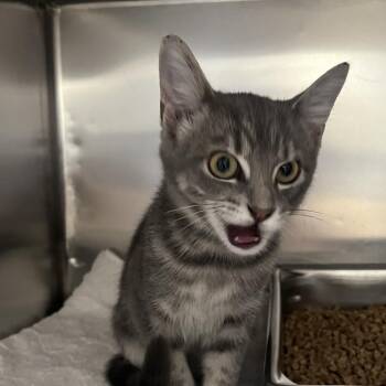 Lil Debbie -  Domestic Medium Hair Cat for Adoption in Madisonville, Tennessee - Lil Debbie | PetCurious