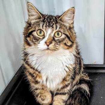 QUINTA -  Domestic Long Hair Cat for Adoption in Delhi, Ontario - QUINTA | PetCurious