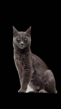 Lucie -  Domestic Long Hair Cat for Adoption in South Pasadena, California - Lucie | PetCurious