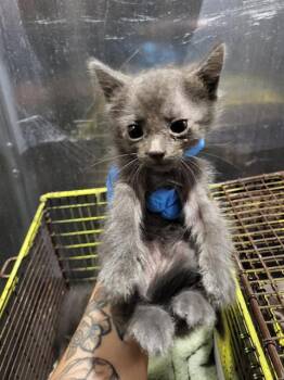 MATEO -  Domestic Short Hair Cat for Adoption in San Antonio, Texas - MATEO | PetCurious