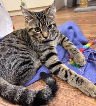 Koa -  Domestic Short Hair Cat for Adoption in Terrebonne, Quebec - Koa | PetCurious