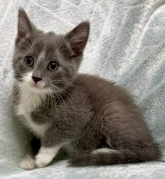 Skippy -  Domestic Short Hair Cat for Adoption in Gary, Indiana - Skippy | PetCurious