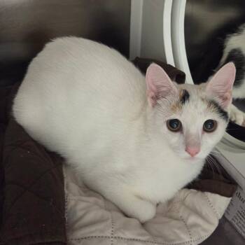 Spongebob -  Domestic Short Hair Cat for Adoption in Chattanooga, Tennessee - Spongebob | PetCurious