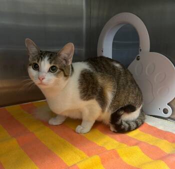 Raven Jenni -  Domestic Short Hair Cat for Adoption in Clarksville, Tennessee - Raven Jenni | PetCurious