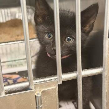 Cambridge -  Domestic Short Hair Cat for Adoption in Long Beach, California - Cambridge | PetCurious