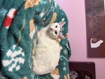 Rescue Domestic Short Hair Cats for Adoption in Freeport, New York - Shelby | PetCurious