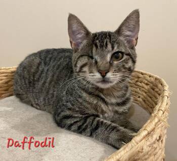 Rescue Domestic Short Hair Cats for Adoption in Aurora, Nebraska - Daffodil | PetCurious