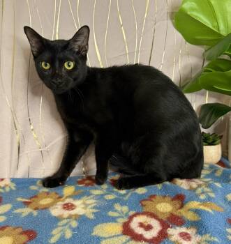 Rescue Domestic Short Hair Cats for Adoption in Long Beach, Mississippi - Chesty | PetCurious