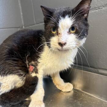 Domestic Short Hair Cats Available for Adoption in Tuscaloosa, Alabama - TUSC-Stray-84175 | PetCurious