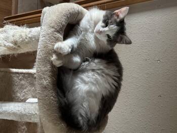 Rescue Domestic Medium Hair Cats for Adoption in Apache, Oklahoma - Socks | PetCurious