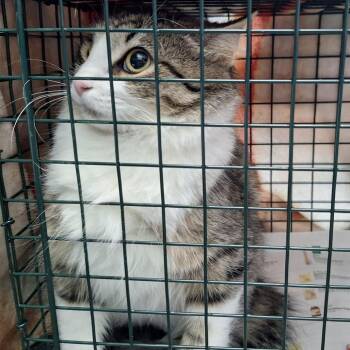 Domestic Long Hair Cats Available for Adoption in Montgomery, Alabama - Pelusa | PetCurious