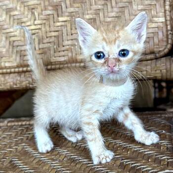 Domestic Short Hair Cats Available for Adoption in Long Beach, California - Spiderman | PetCurious