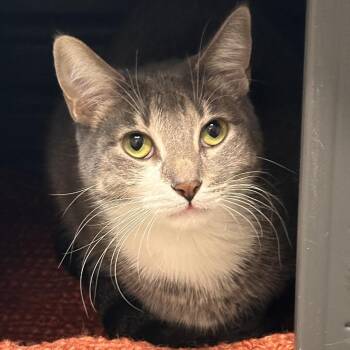 Socks -  Domestic Short Hair Cat for Adoption in Hailey, Idaho - Socks | PetCurious