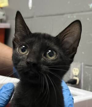 Rescue Domestic Short Hair Cats for Adoption in Fort Worth, Texas - Inca | PetCurious