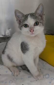 Betsy -  Domestic Short Hair Cat for Adoption in New Ulm, Minnesota - Betsy | PetCurious