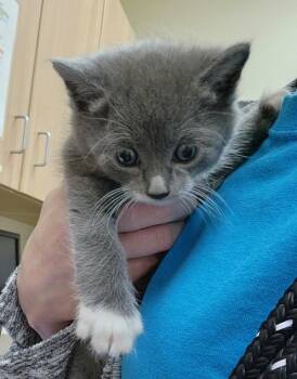 Domestic Short Hair Cats Available for Adoption in Kennewick, Washington - Handsome | PetCurious