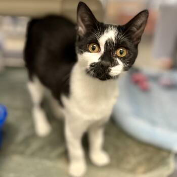 Arabella -  Domestic Short Hair Cat for Adoption in Norwalk, Connecticut - Arabella | PetCurious