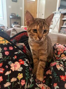 Rescue Domestic Short Hair Cats for Adoption in Mokena, Illinois - Folklore | PetCurious