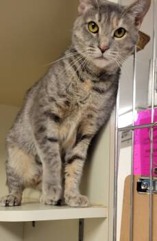 Rescue Domestic Short Hair Cats for Adoption in Windsor, Connecticut - 147-Luna Mae | PetCurious