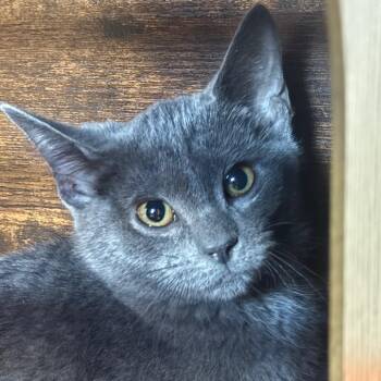 Mantis -  Domestic Short Hair Cat for Adoption in Decatur, Georgia - Mantis | PetCurious