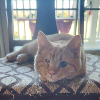 Domestic Short Hair Cats Available for Adoption - Kurtis  | PetCurious
