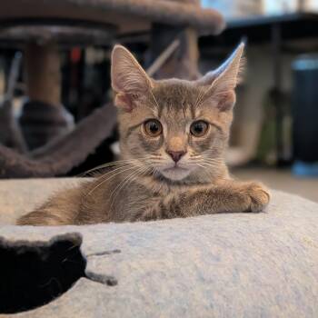 OG Anunoby "OG" -  Domestic Short Hair Cat for Adoption in Newburgh, New York - OG Anunoby "OG" | PetCurious