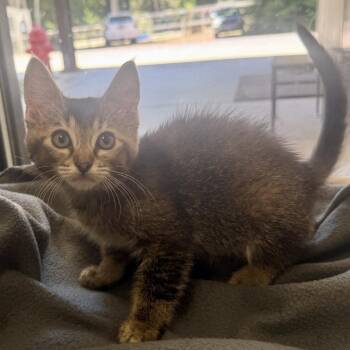 Molly -  Domestic Short Hair Cat for Adoption in Fort Bragg, California - Molly | PetCurious