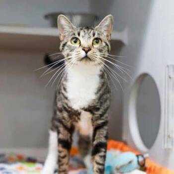 Janeway -  Domestic Short Hair Cat for Adoption in Atlanta, Georgia - Janeway | PetCurious