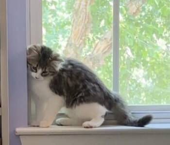 Marnie -  Domestic Short Hair Cat for Adoption in Salisbury, North Carolina - Marnie | PetCurious