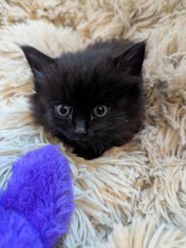 Penny -  Domestic Medium Hair Cat for Adoption in Denver, Colorado - Penny | PetCurious