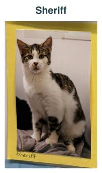 Sheriff -  Domestic Medium Hair Cat for Adoption in Richland Center, Wisconsin - Sheriff | PetCurious
