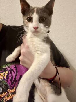 Rescue Domestic Short Hair Cats for Adoption in Baytown, Texas - Lucy | PetCurious