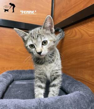 Penne -  Domestic Short Hair Cat for Adoption in Centerville, Utah - Penne | PetCurious