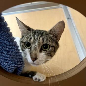 KOI -  Domestic Short Hair Cat for Adoption in Chesapeake, Virginia - KOI | PetCurious
