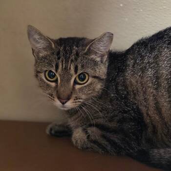 Song Bird -  Domestic Short Hair Cat for Adoption in Chatham, Virginia - Song Bird | PetCurious