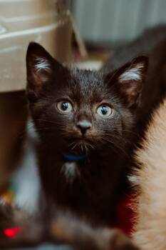 Loose Change -  Domestic Short Hair Cat for Adoption in Le Mars, Iowa - Loose Change | PetCurious